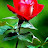 @Mazhar.Abbas333