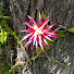 mupB7ZWTdqs-channel-avatar-Admirando a Natureza