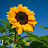 🌻•sunflower•☀️