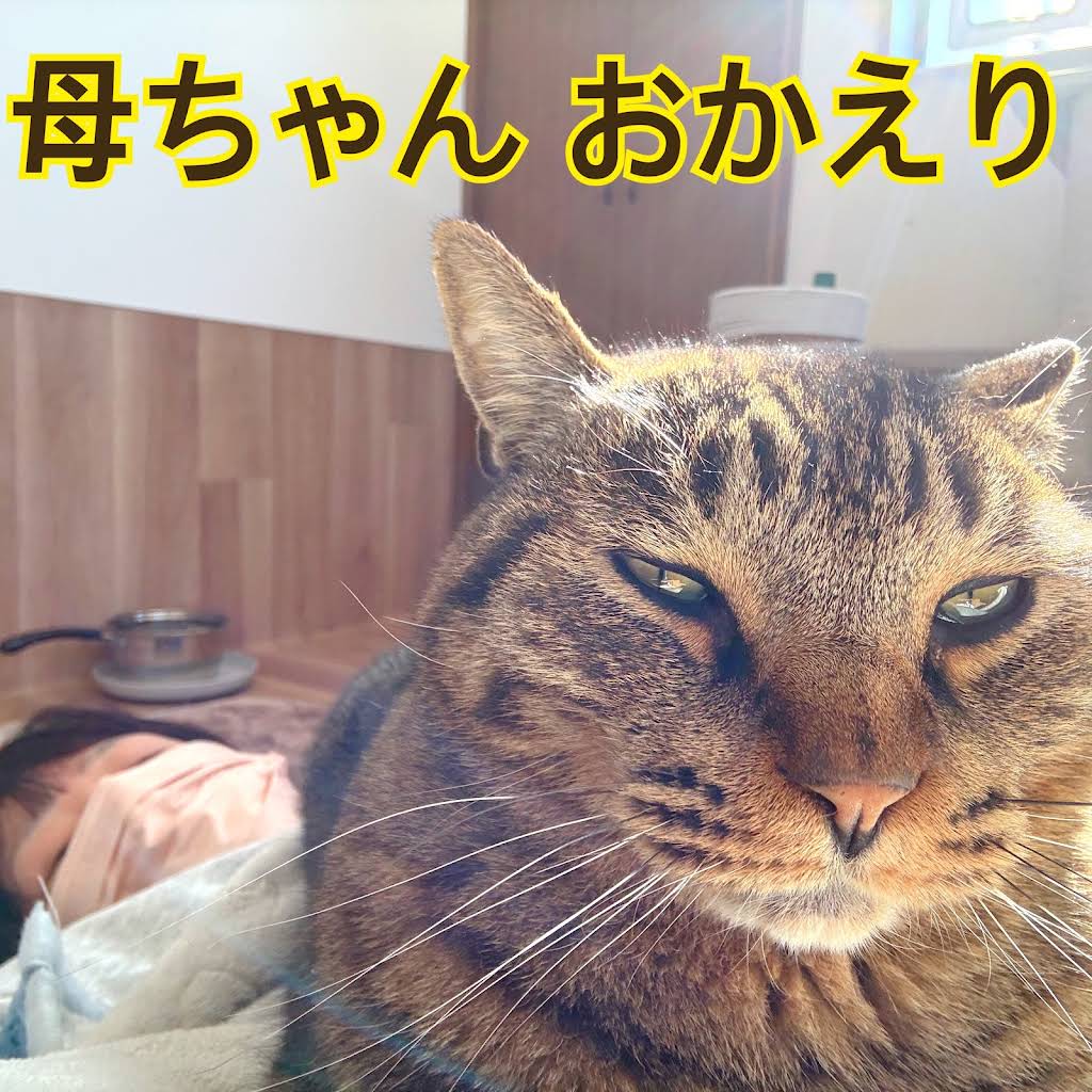 ねこまるけ / Full of cats - YouTube
