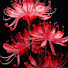 TYhmKPMim_A-channel-avatar-spiderlily reaction 