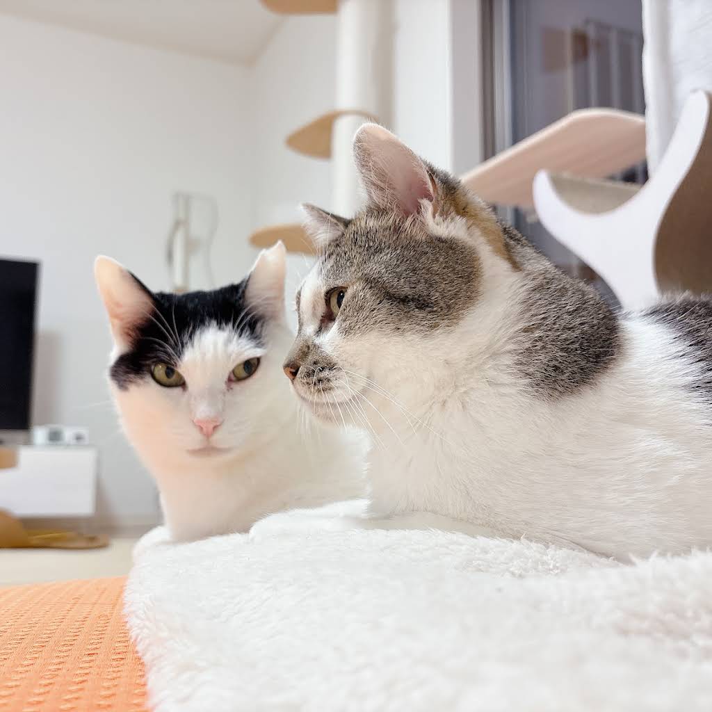 ささみです　他の方はご遠慮下さい Injured former stray cat 