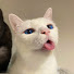 Cg_ehSL2aBc-channel-avatar-Meowzy