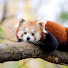 64yHWyctr6Y-channel-avatar-Lumea Animalelor