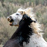 h3JH4IVTYnU-channel-avatar-Wild Horses Gallery