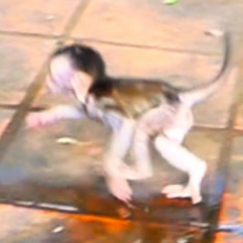 ANIMAL EXPLOER
