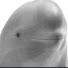 Vbe3GjsdZKM-channel-avatar-Black Banana