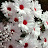 @abuhossam535