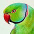 LM0AmDsXNk4-channel-avatar-Nice Parrot's Fun
