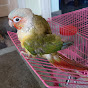 Shasha - The Pineapple Conure