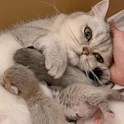 りらんと三姉妹猫ちゃんねる