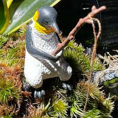 アクアグラフィア　アクアリウム・熱帯魚チャンネルアイコン画像