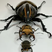 かぶくわキャンパー