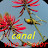 canal ao vivo e acores