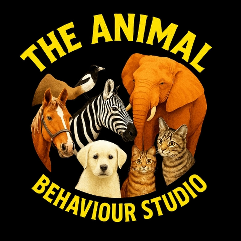 The Animal Behavior Studio 
