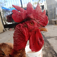 Vida con peloco y patito🥶ツ