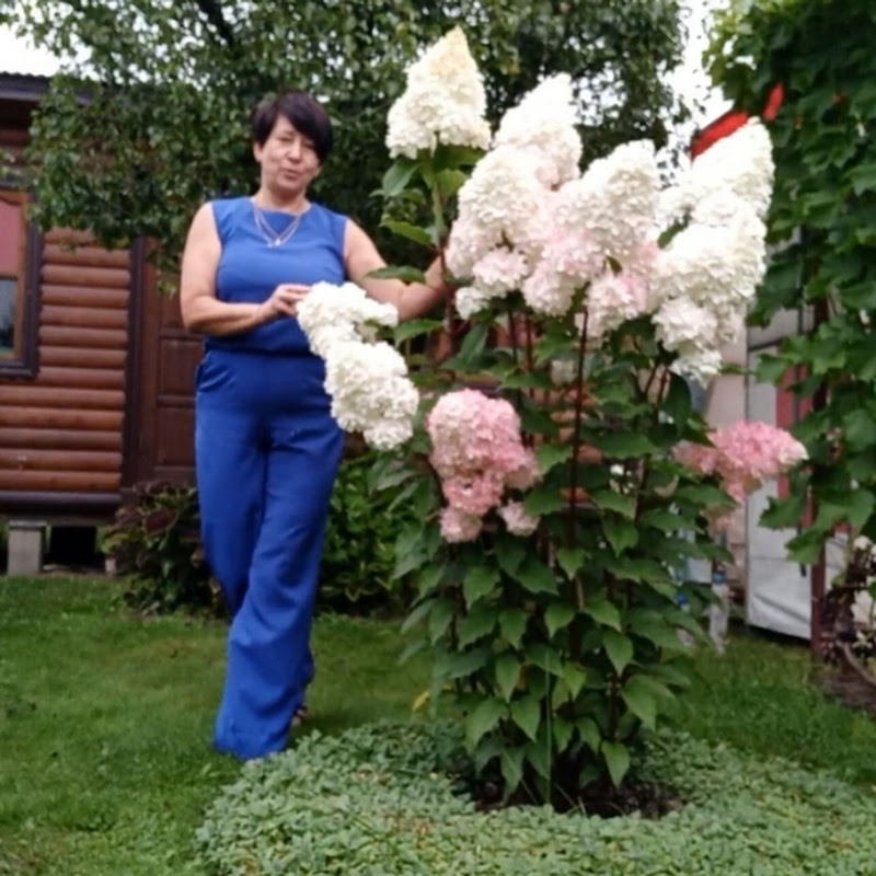 Елена Семенова