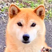 柴犬コロと猫のあんこ