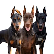 ドーベルマン三頭との生活