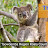 Toowoomba Region Koala Habitat Project