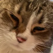 PetANIMALs AI channel