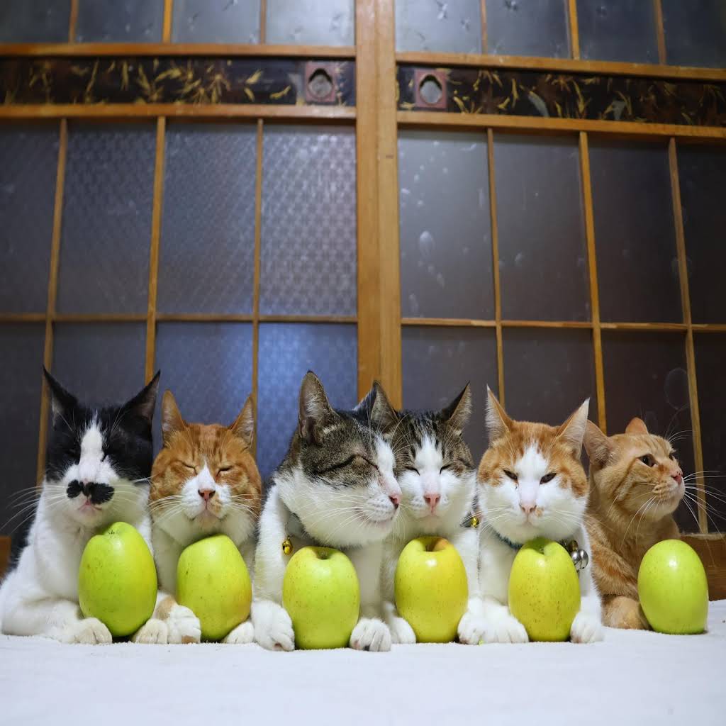 のせ猫 YouTube