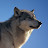 @Nachtwolf0703