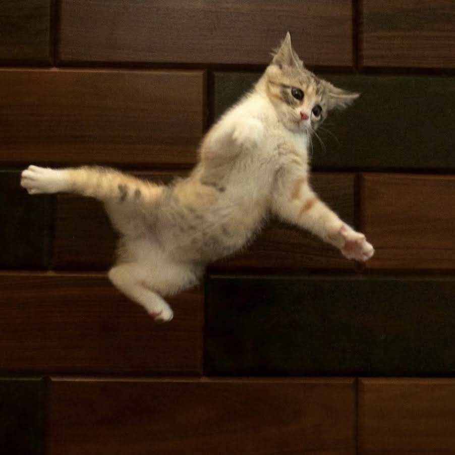 Post from 10 Cats.ᐩ - YouTube