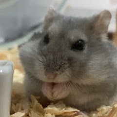 ハムスターふれんずアイコン画像