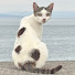 H0XO0Tl71O8-channel-avatar-【保護猫の記録】野良猫に癒され隊