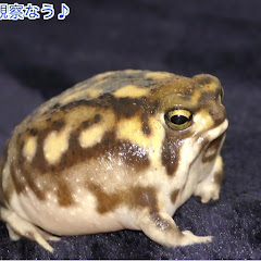 しゃろみら Sharomira