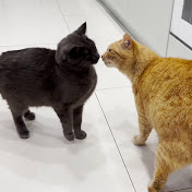 Ginger Cat & Grey Cat