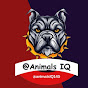 Animals IQ logo