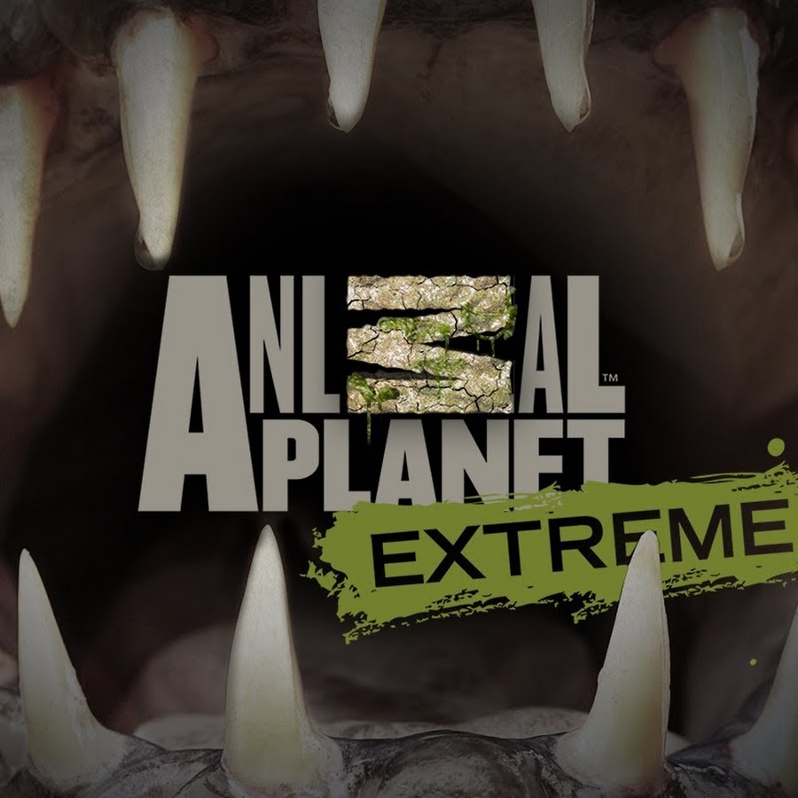 Animal Extreme YouTube