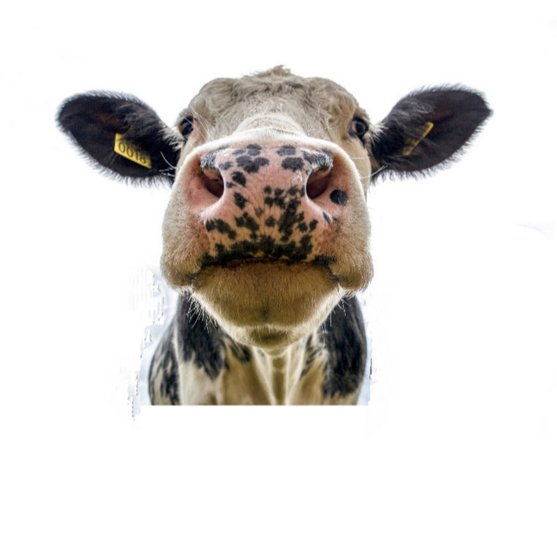 Amazing videos vith animal