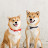 Shiba Inu Fuku & Tom