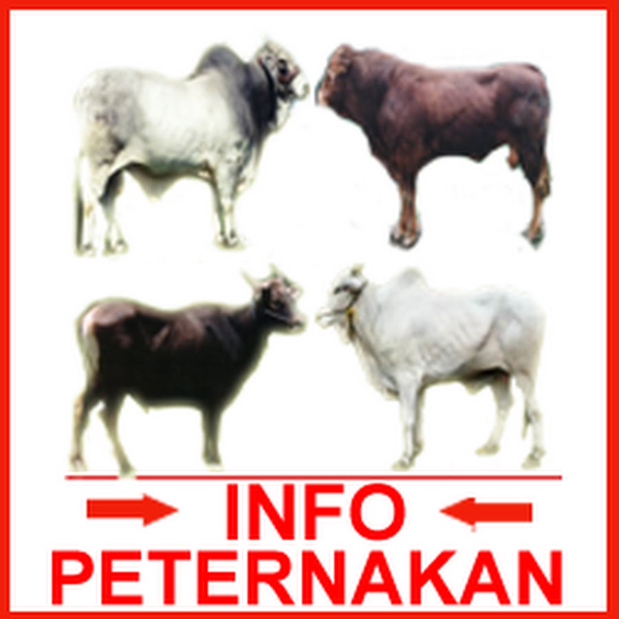 Ahli Ternak Sapi 