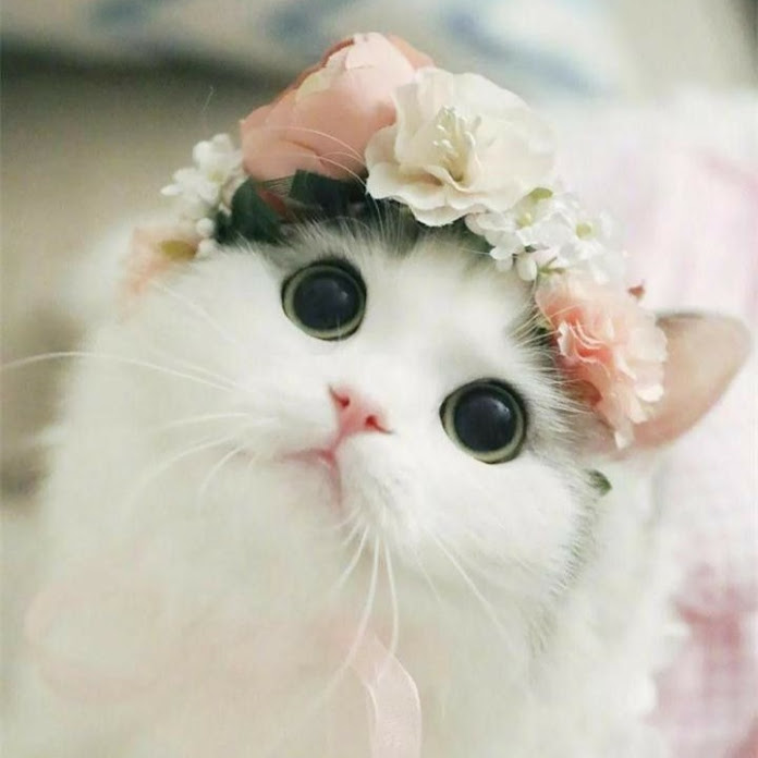 Cat & Dog Net Worth & Earnings (2026)