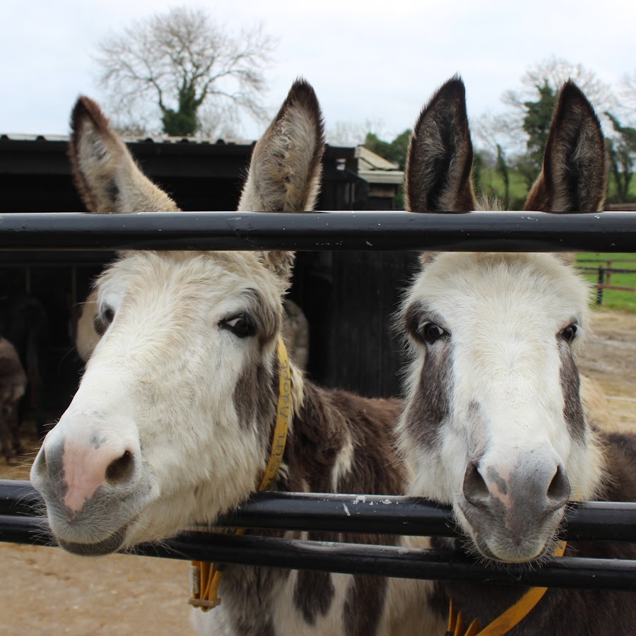 The Donkey Sanctuary Ireland YouTube