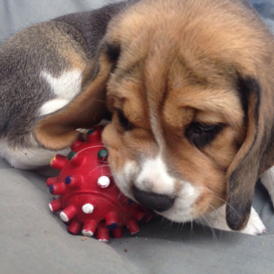 Bagel The Beagle // Бигль Бублик YouTube