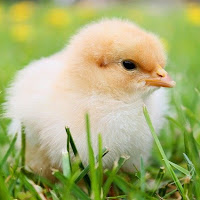 لحظات قبل نزول الطائرة البلجيكية في مطار قسنطينة الجزائ