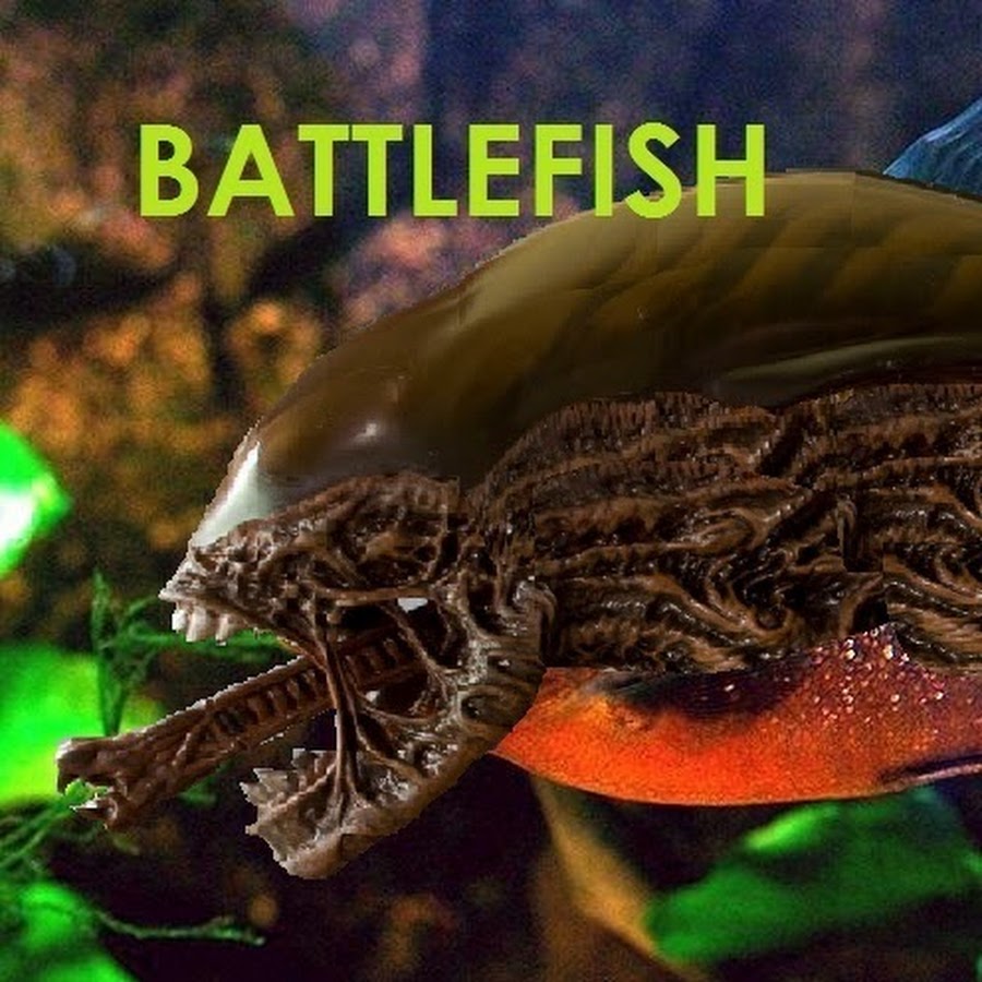 BattleFish - YouTube