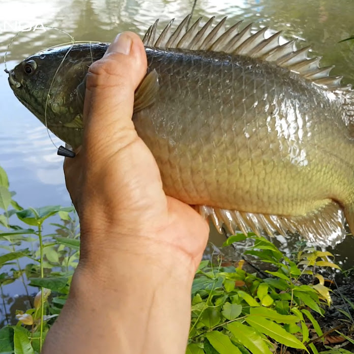 Miền Tây Thu Nhỏ Net Worth & Earnings (2026)