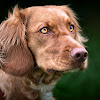 What could Hundeerziehung Hundepension Salostowitz buy with $100 thousand?