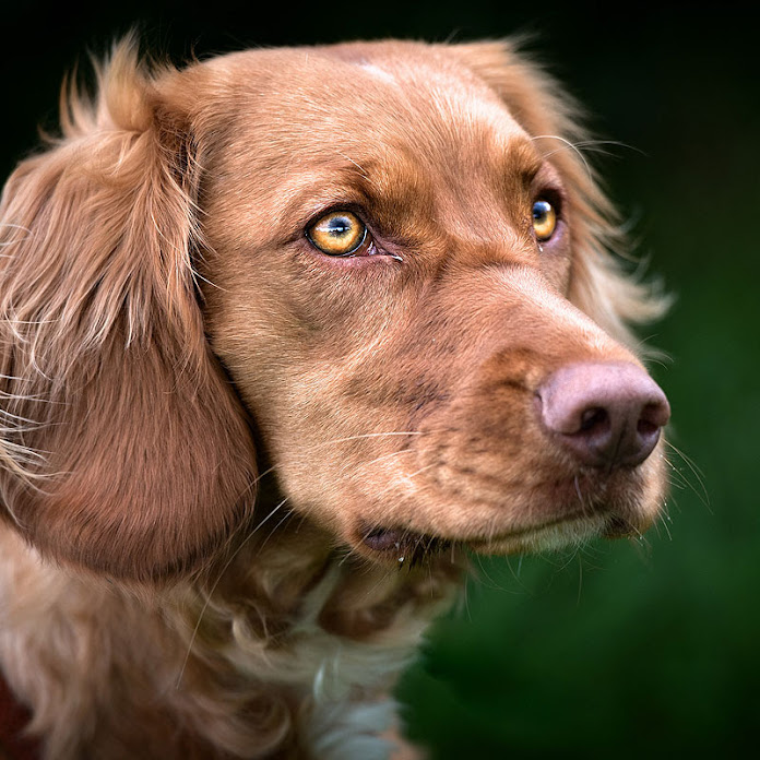 Hundeerziehung Hundepension Salostowitz Net Worth & Earnings (2026)