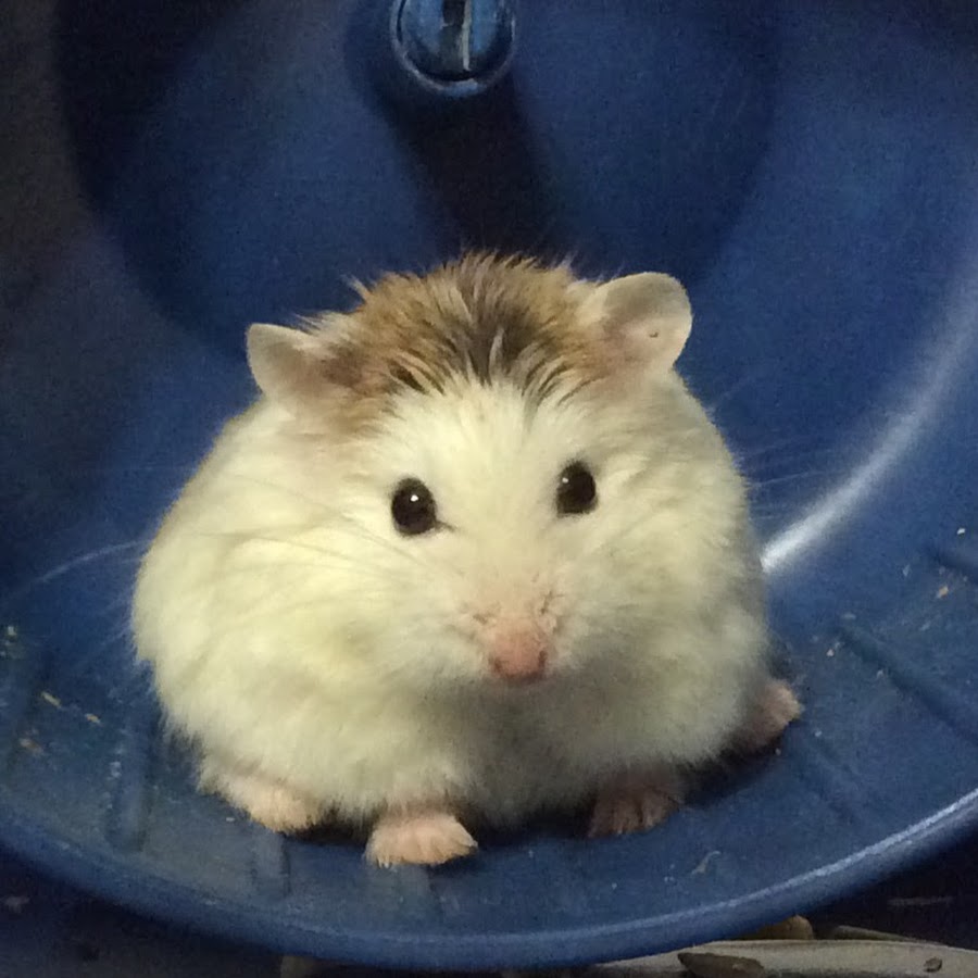 Lazy Hamster YouTube