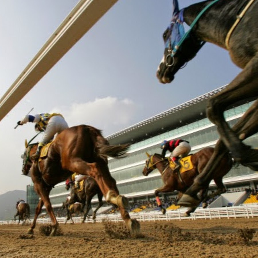 Korea Horse Racing YouTube