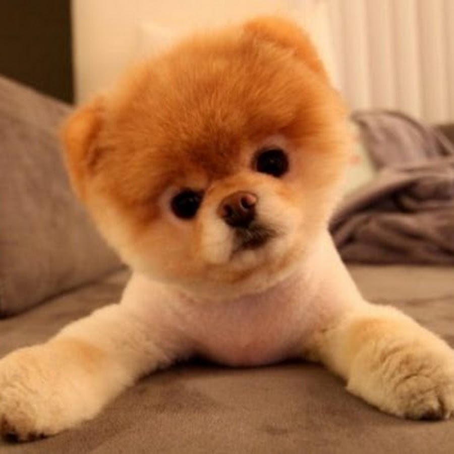 Funny Animals 