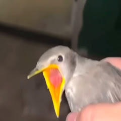 マンゲーロング