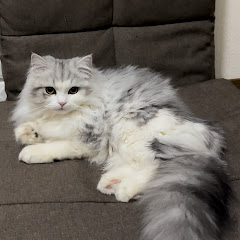 シュー コー